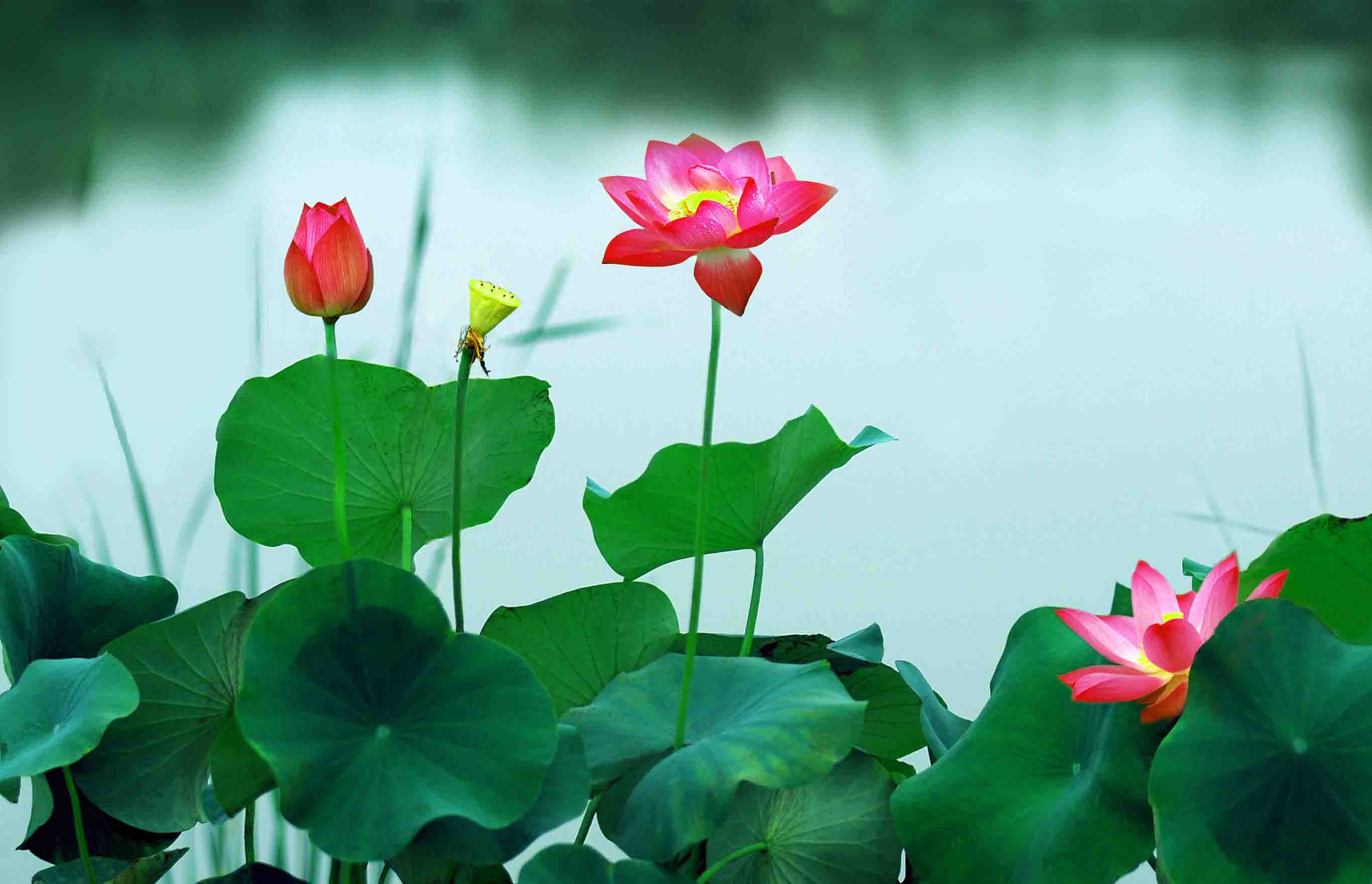 hoa sen than duoc tre hoa da cua phu nu viet_1 hoa sen than duoc tre hoa da cua phu nu viet_1